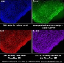 Save 20% on All Fibroblasts. Use FIBRO822 to order online by August 31
