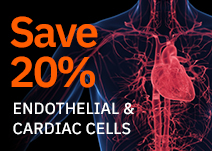 Save 20% on Endothelial & Cardiac Cells this American Heart Month! Use 