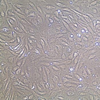 FC-0014 Aortic Endothelial Cell 20X, confluent