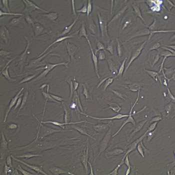 FC-0023 Neonatal Melanocyte, 20X