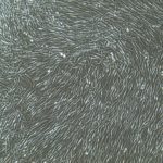 FC-0024, Adult Fibroblasts, 10x