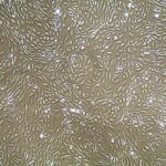 Iliac Artery Endothelial Cells FC-0028