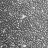 FC-0040, Bladder Apex Epithelial Cells, 10x