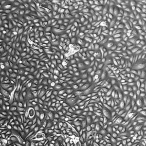 FC-0040, Bladder Apex Epithelial Cells, 10x