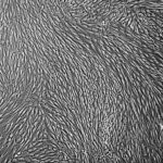 FC-0050, Bladder Fibroblasts, 10x