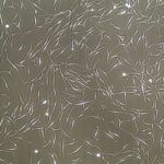 FC-0057 Bone Marrow Mesenchymal Stem Cells, 10X, Non Confluent