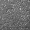 FC-0062, Pre-Adipocytes, 10x