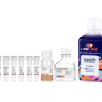 VascuLife® VEGF Endothelial Medium Complete Kit
