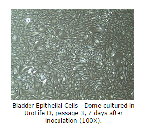 bladder cells dome cultured