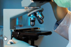 Researcher looks at cells under a microscope