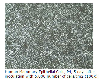 mammary cells