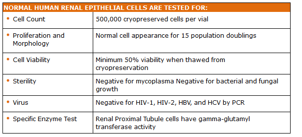 What are epithelial cells?