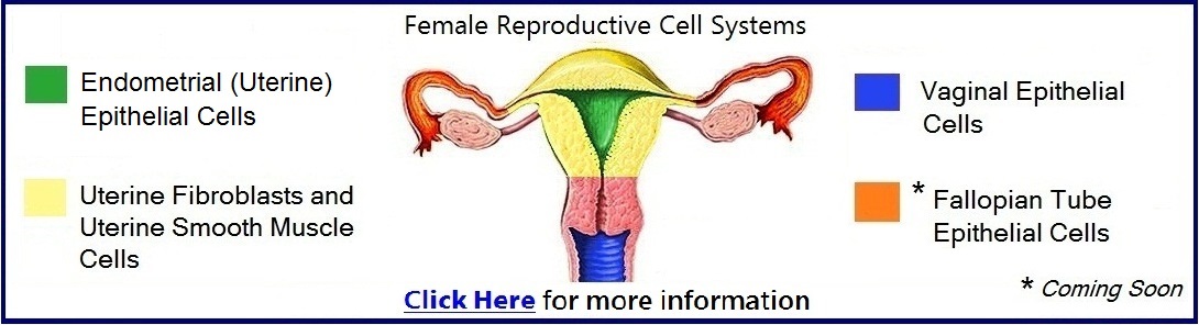 Human Female Reproductive Cells