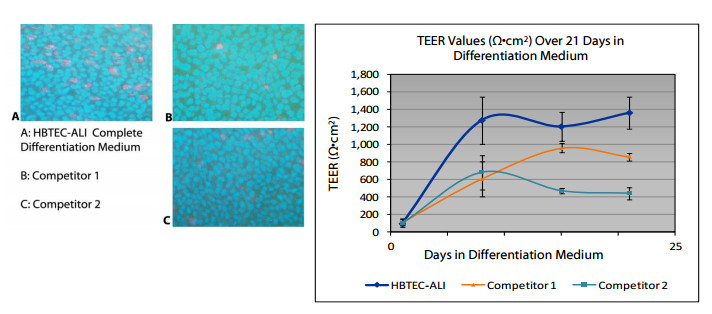 Air Liquid Interface Differentiation Medium