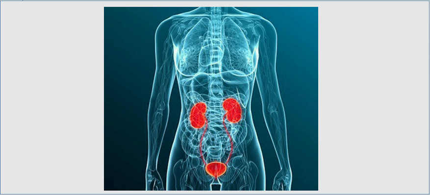 Excretory System Bladder And Renal Epithelial Cells