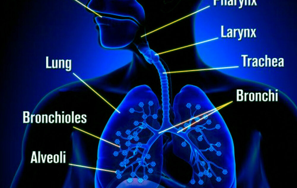 Airway Epithelial Cells in Studies of Lung Cancer and Viral Infection