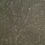 Skeletal Muscle Cells FC-0091 10x