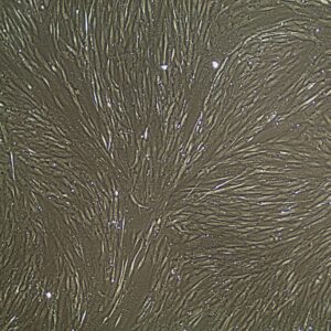 Skeletal Muscle Cells FC-0091 10x