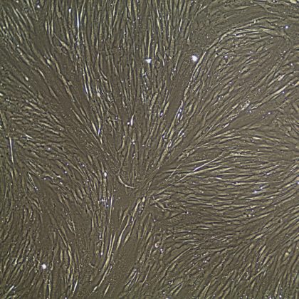 Primary Cells from Human Tissue