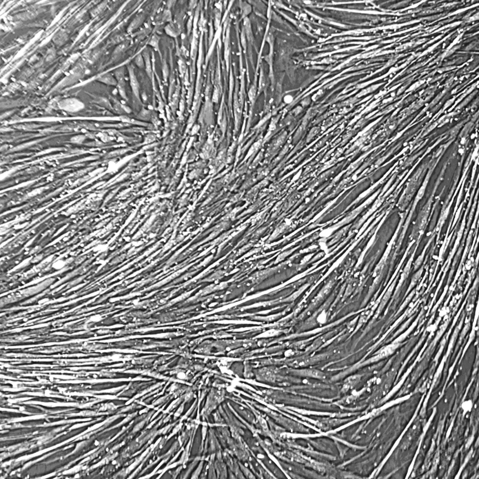 Skeletal Muscle Cell Culture Medium