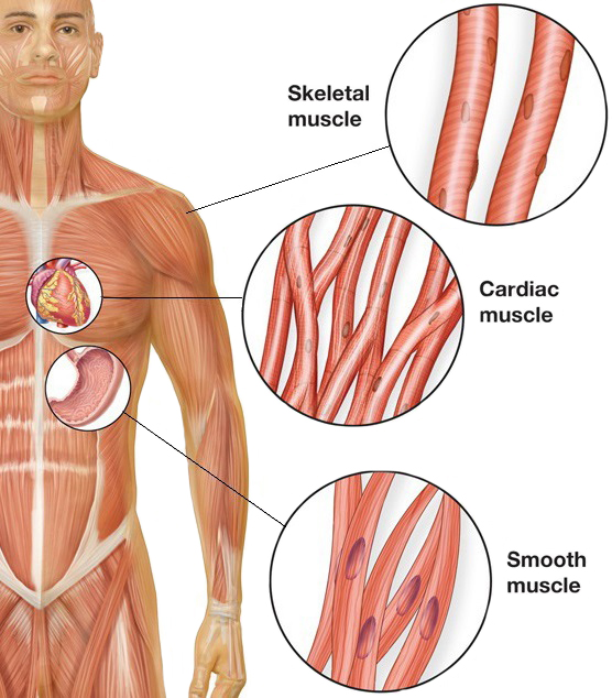 Leg Muscle Cells Diagram : Muscular And Skeletal Systems ...