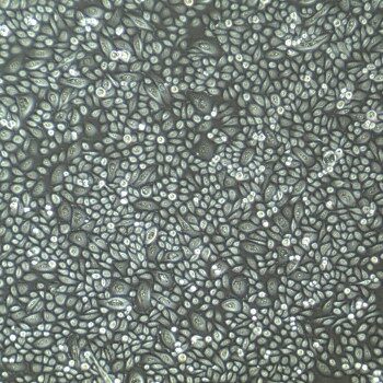 FC-0045 Laryngeal Epithelial Cells, 10X