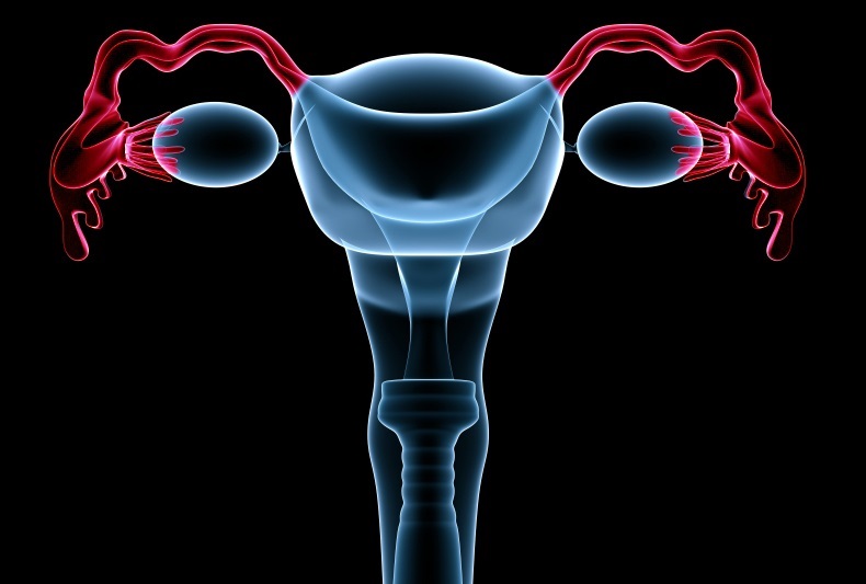 Lifeline Cell Technology Adds Fallopian Tube  Epithelial 