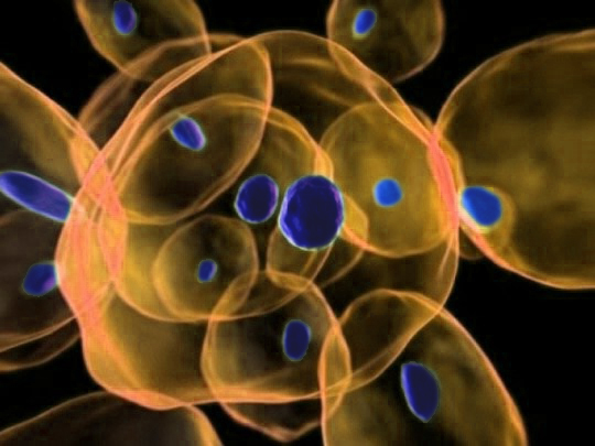 mesenchymal stem cells