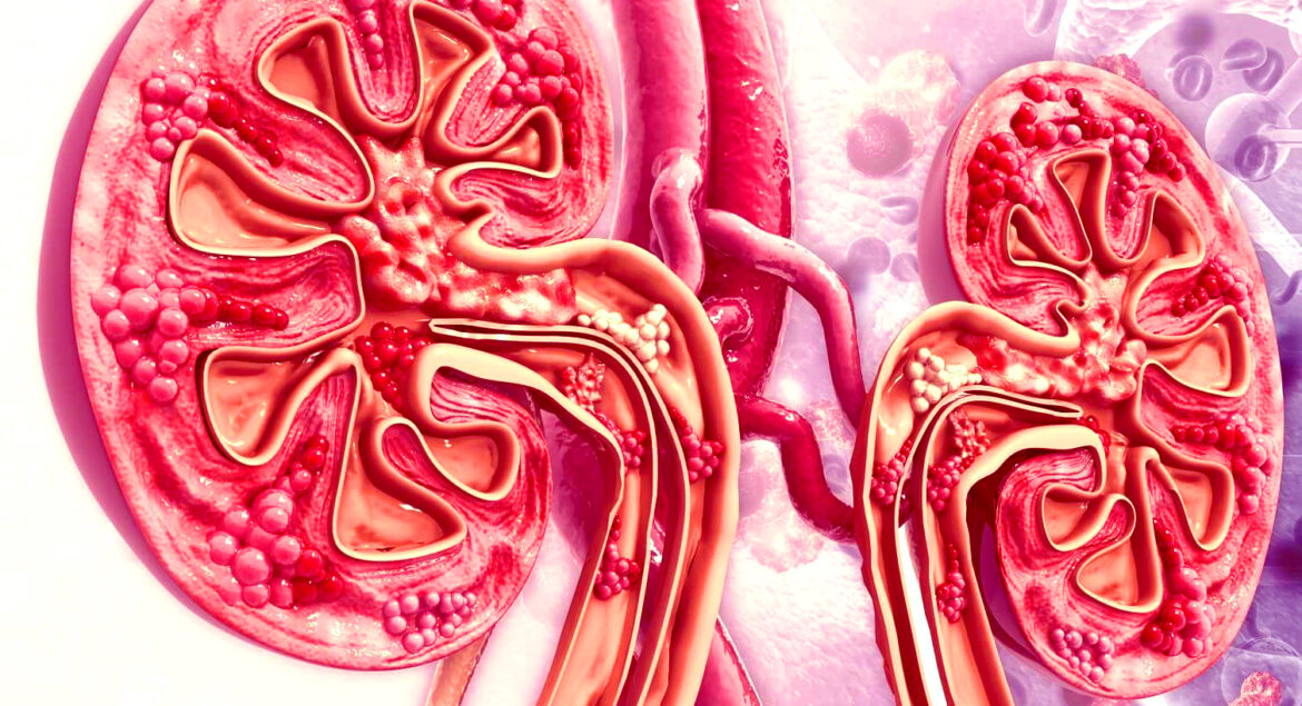 kidneys