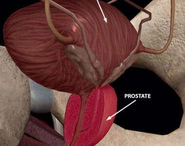 male prostate 3d image