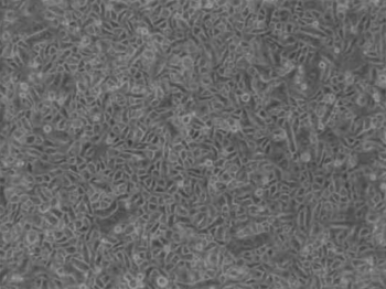 FC-0011-cells