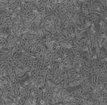 FC-0011-cells