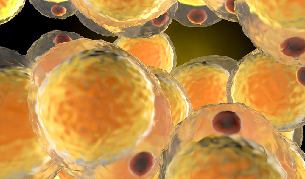 Adipocyte cells