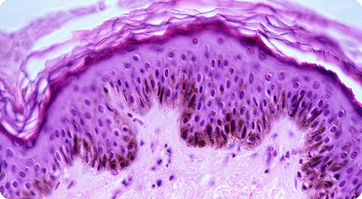Cells growing in lab